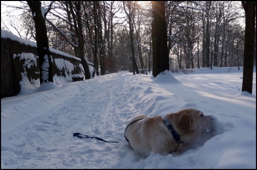 chefhund im schnee