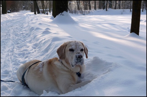 Chefhund im Schnee